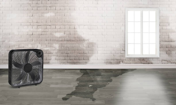 Best Water damage contractors near me  in Big Lake, MN